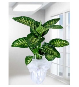 Orta Boy Dieffenbachia Tropik Saksı Çiçeği